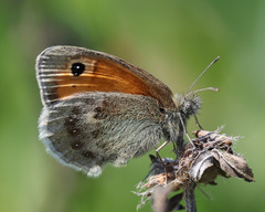 Coenonympha pamphilus