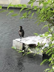 Phalacrocorax carbo