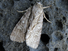 Acronicta adaucta