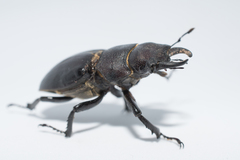 Lucanus mazama