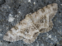 Ophthalmitis albosignaria