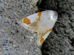 Sphragifera biplagiata