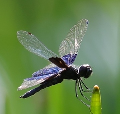 Rhyothemis triangularis
