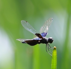 Rhyothemis triangularis
