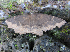 Arytrura subfalcata