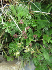 Pimpinella niitakayamensis