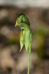 Pterostylis chlorogramma