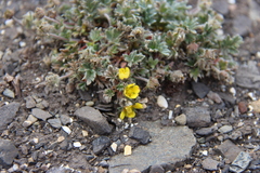 Potentilla pulchella
