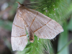 Gonepatica opalina