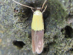 Opogona nipponica
