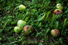 Monilinia fructigena