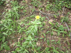 Pentanema britannica