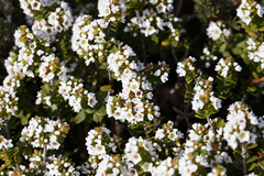 Thryptomene