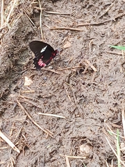 Mimoides ilus branchus