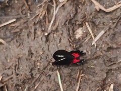 Mimoides ilus branchus