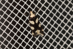 Pseudotelphusa tessella