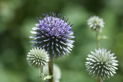 Echinops davuricus