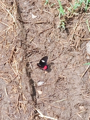 Mimoides ilus branchus