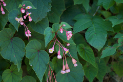 Begonia grandis