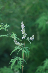 Vitex negundo heterophylla