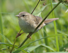 Helopsaltes ochotensis