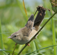 Helopsaltes ochotensis