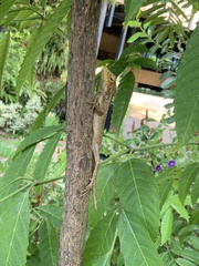 Calotes versicolor
