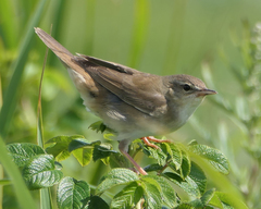 Helopsaltes ochotensis
