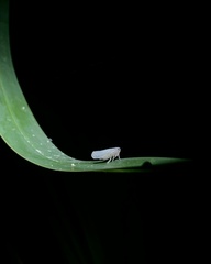 Omolicna