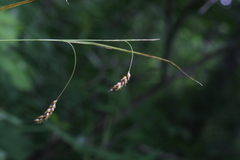 Carex formosa