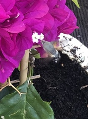 Macroglossum stellatarum