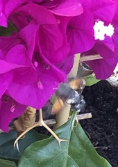 Macroglossum stellatarum