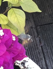 Macroglossum stellatarum