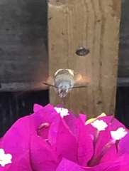 Macroglossum stellatarum