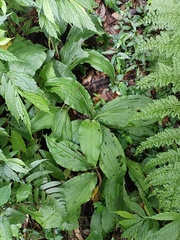 Calanthe triplicata