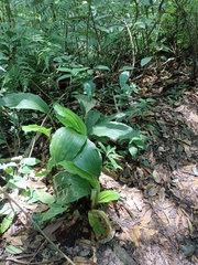 Calanthe triplicata