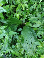 Calanthe triplicata