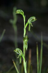 Pterostylis chlorogramma