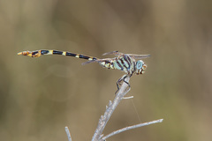 Phyllogomphoides stigmatus