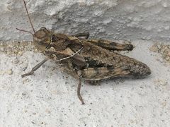 Haplotropidini