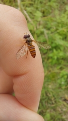Episyrphus viridaureus