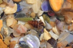 Cingula trifasciata