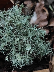 Usnea florida