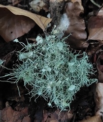 Usnea florida
