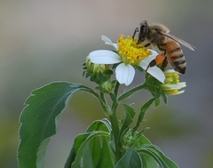 Apis mellifera