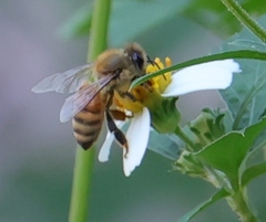Apis mellifera