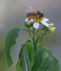 Apis mellifera
