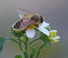 Apis mellifera