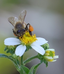 Apis mellifera