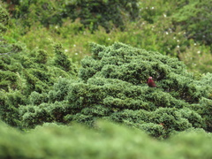 Carpodacus formosanus